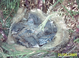 Vogelnest in einer Hecke